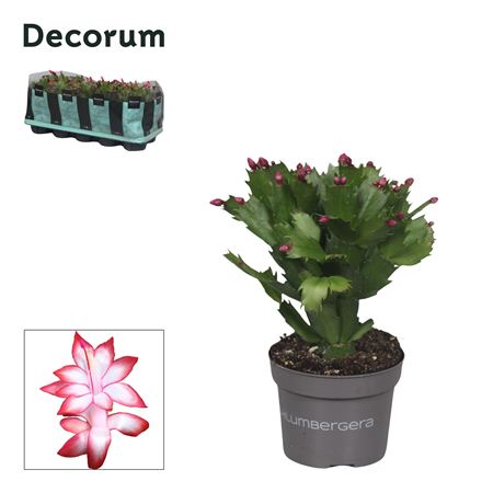 Schlumbergera Red Exotic Feel Green (decorum)