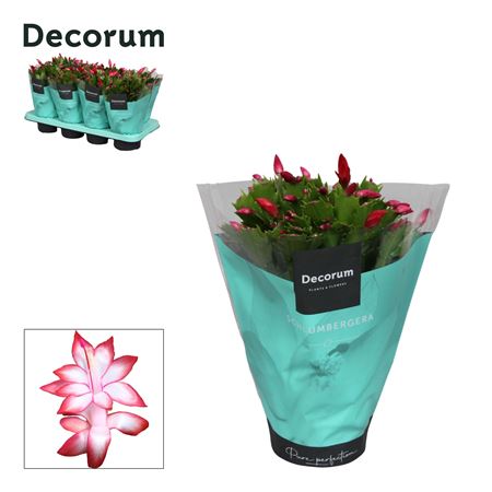 Schlumbergera Begium Red (decorum)