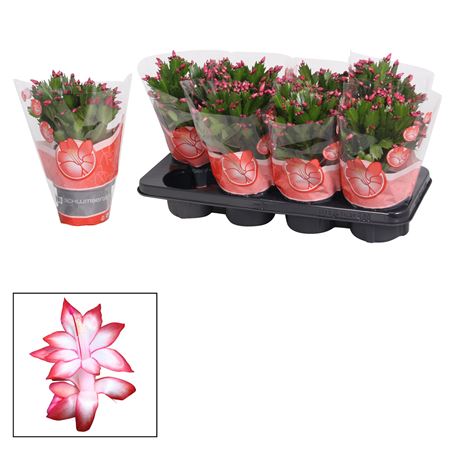 Schlumbergera Red Exotic Ton Sur Ton Sleeve