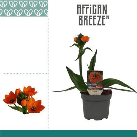 Ornithogalum Dubium Orange 1pp