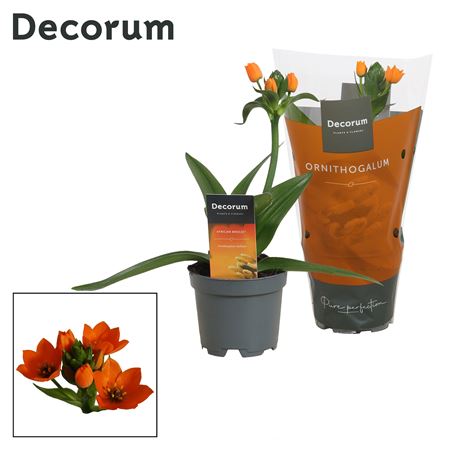 Ornithogalum Dubium Orange 1pp (decorum)
