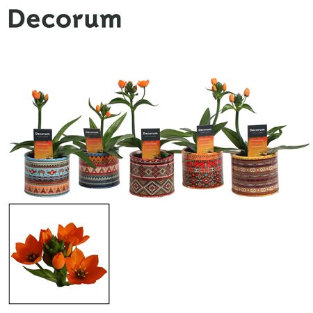 Ornithogalum Dubium Orange 1pp In Pot Africa (de