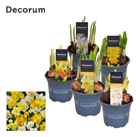 Narcissus Mix (decorum)
