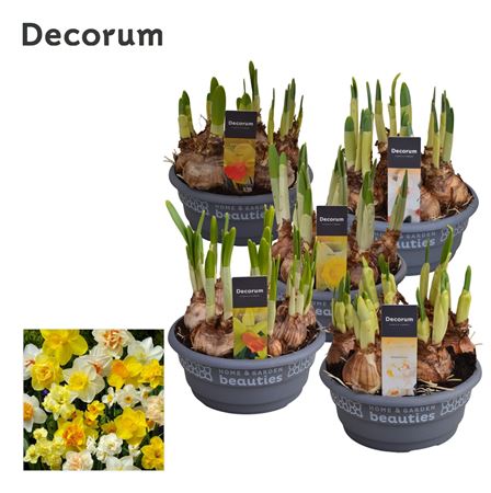 Narcissus Mix (decorum)