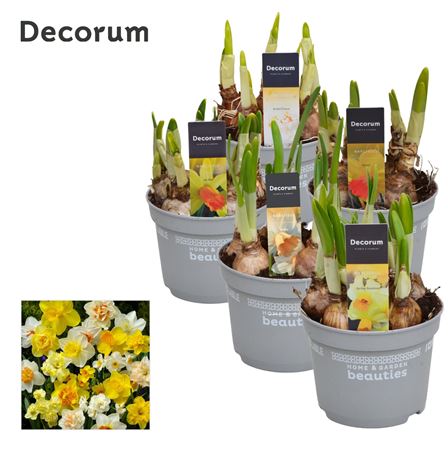 Narcissus Mix (decorum)