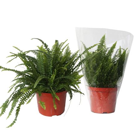 Nephrolepis Green Lady