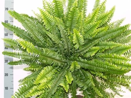 Nephrolepis Green Lady