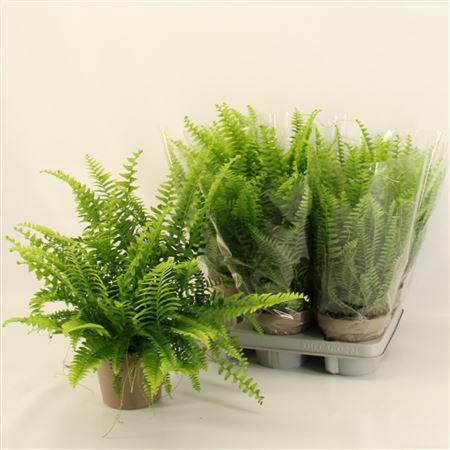 Nephrolepis Green Lady