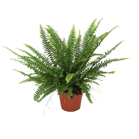 Nephrolepis Green Lady
