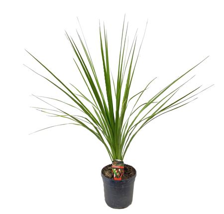 Cordyline Indivisa