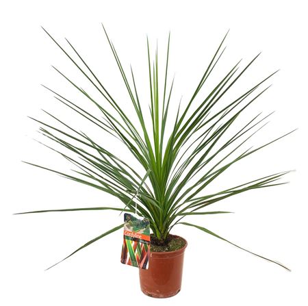Cordyline Indivisa