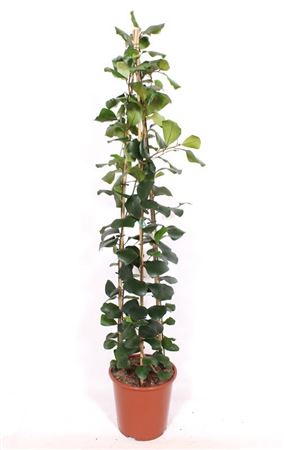 Ficus Trinova