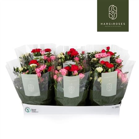 Rosa Kordana Carnaval Mix In Bowl