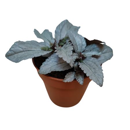 Пилеа Эллен