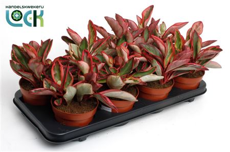 Пеперомия Clusiifolia Желе