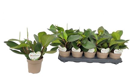 Peperomia Clusiifolia