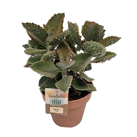 Kalanchoe Beharensis Fang