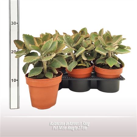 Kalanchoe Beharensis Fang