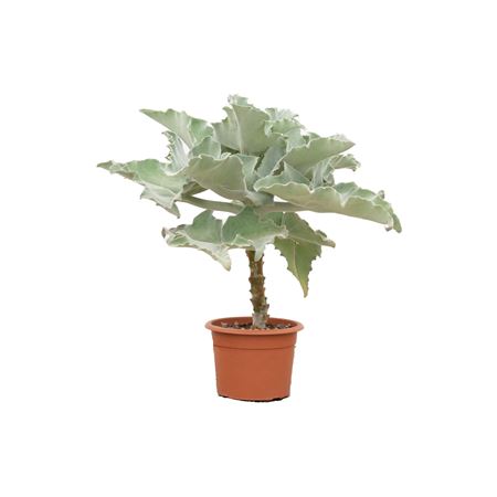 Kalanchoe Beharensis