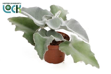 Kalanchoe Beharensis
