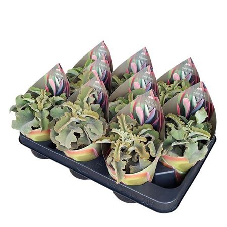 Kalanchoe Beharensis Potcover