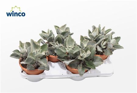 Kalanchoe Beharensis