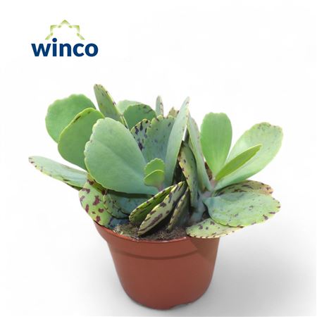 Kalanchoe Marmorata (tiger)
