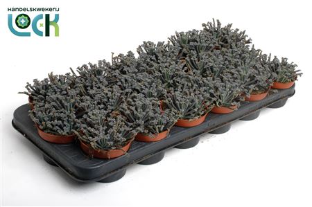 Kalanchoe Tubiflora.