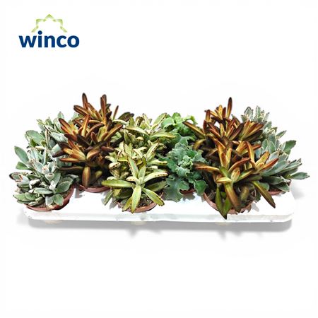 Kalanchoe Velvet Mix