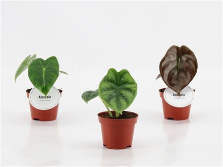 Alocasia Mix