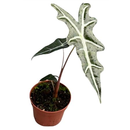 Alocasia Nobilis