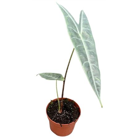 Alocasia Longiloba Silver
