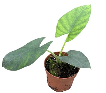 Alocasia Scabriuscula