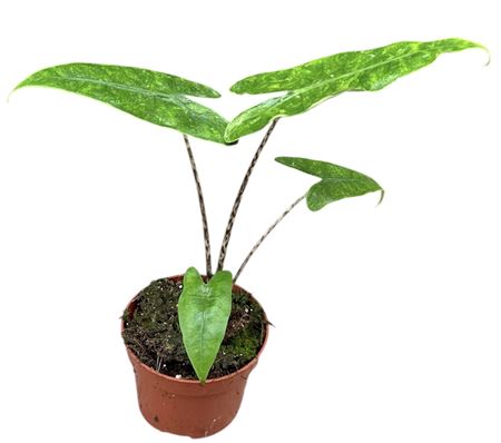 Alocasia Reticulata