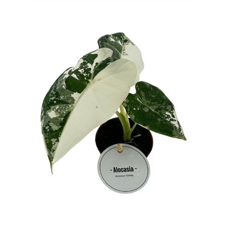 Alocasia Frydek Variegata