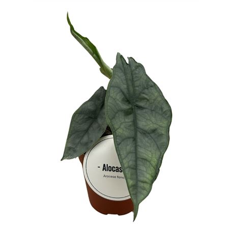 Алоказия Хет.