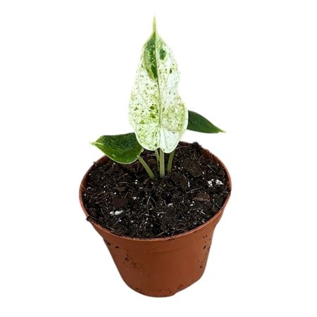 Alocasia Dragon Scale Mint