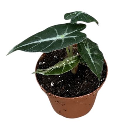 Alocasia Mandalay