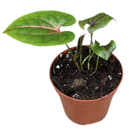 Cyrtosperma Johnstonii