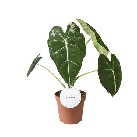 Alocasia Frydek Variegata B Grade