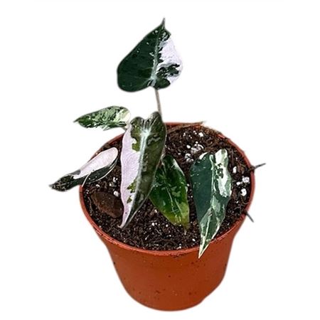 Alocasia Bambino Variegata