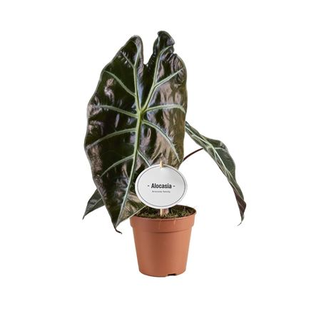 Alocasia Suhirmaniana Red Petiole