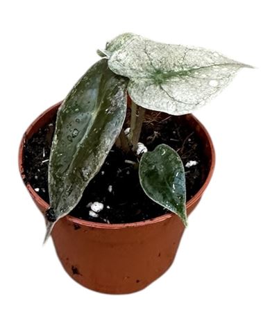 Alocasia Polly Variegata