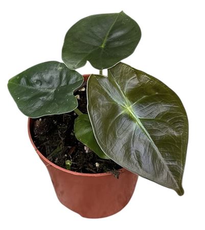 Alocasia Golden Bone