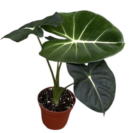 Alocasia Micholitziana Round Leaf