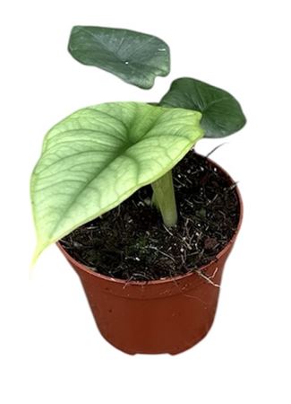Alocasia Platinum