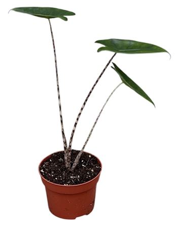 Alocasia Zebrina