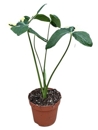 Alocasia Mickey Mouse