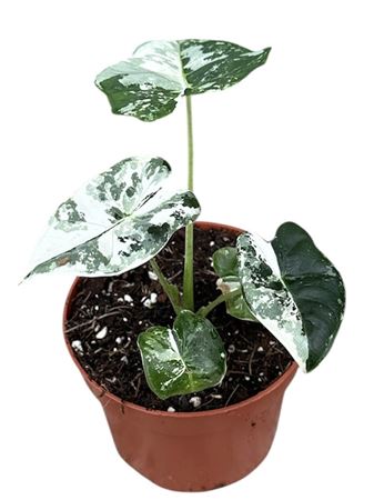 Alocasia Micholitziana Frydek Variegata