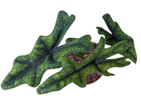 Alocasia Jacklyn